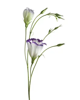 Lisianthus: Lisianthus