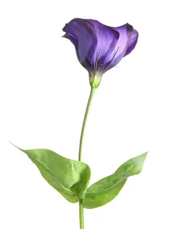 Lisianthus: Lisianthus