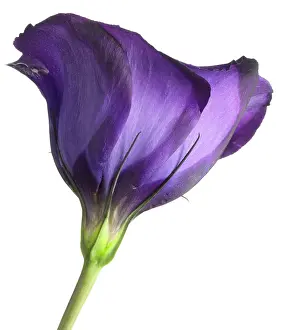 Lisianthus: Lisianthus