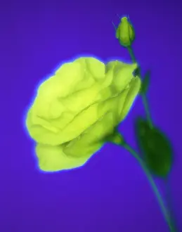 Lisianthus: Lisianthus