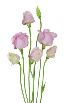 Lisianthus: Lisianthus