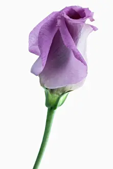 Lisianthus: Lisianthus