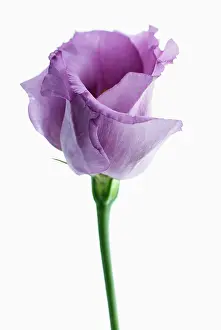 Lisianthus: Lisianthus