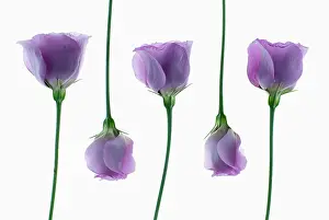 Lisianthus: Lisianthus