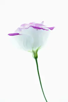 Lisianthus: Lisianthus