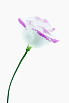 Lisianthus: Lisianthus