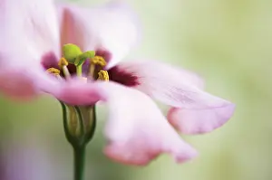 Lisianthus: Lisianthus