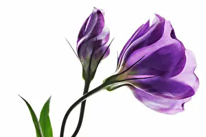 Supple: Lisianthus