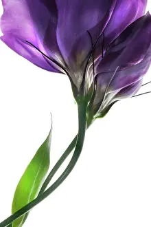 Combined: Lisianthus