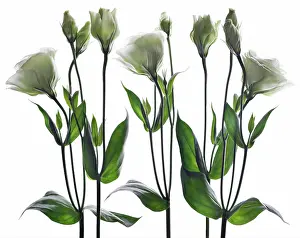 Lisianthus: Lisianthus