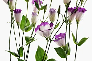 Lisianthus: Lisianthus