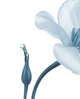 Lisianthus: Lisianthus
