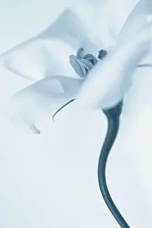Lisianthus: Lisianthus