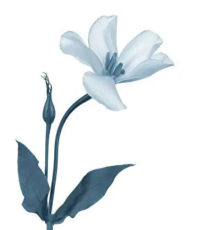 Lisianthus: Lisianthus