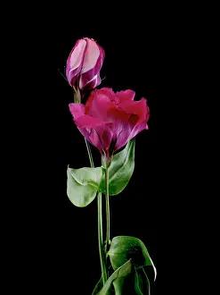 Lisianthus: Lisianthus