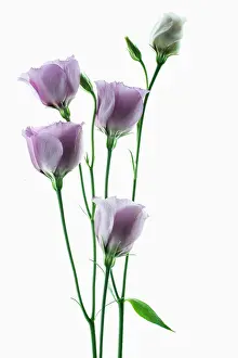 Grandiflorum: Lisianthus, Eustoma russellianum Piccolo Rose