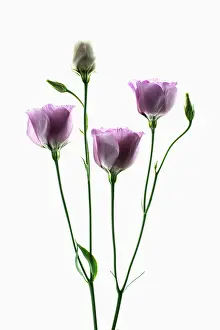 Grandiflorum: Lisianthus, Eustoma russellianum Piccolo Rose
