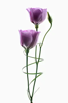 Grandiflorum: Lisianthus, Eustoma russellianum Piccolo Rose