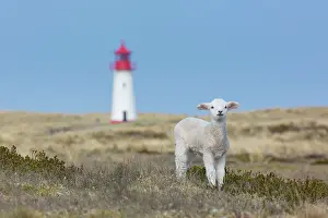 Ovis: List West lighthouse on the island of Sylt - Germany
