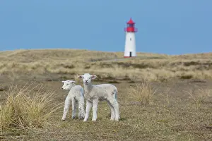 Lamb: List West lighthouse on the island of Sylt - Germany