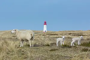 Lamb: List West lighthouse on the island of Sylt - Germany