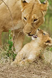 Listening: Listening to young one (Panthera leo) Maasai