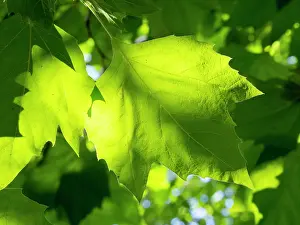 Sycamore: Back lit Sycamore leaves - UK
