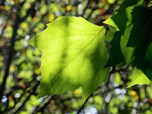 Sycamore: Back lit Sycamore leaves - UK
