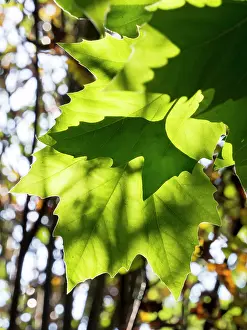 Sycamore: Back lit Sycamore leaves - UK