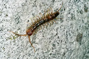 Centipedes: Lithobiomorpha Centiped