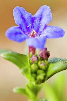 Fruticosa: Lithodora - flower