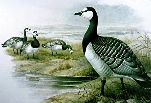 Gould: Lithograph Illustration: Barnacle Goose- from J