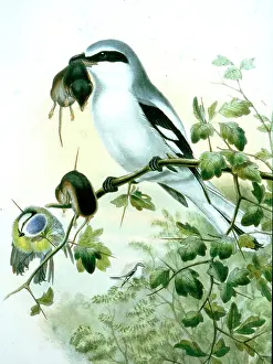 Shrews: Lithograph Illustration: Great Grey Shrike- from