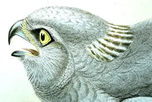 Gould: Lithograph Illustration: Hen Harrier (Male) - from