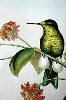 Gould: Lithograph Illustration: Hummingbird - Emerald-bellied