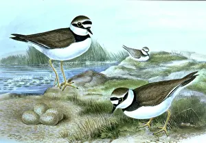 Gould: Lithograph Illustration: Little ringed Plover -