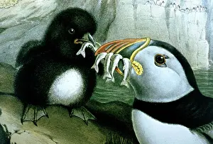 Gould: Lithograph Illustration: Puffin - from J Gould