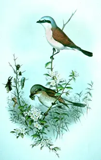 Gould: Lithograph Illustration: Red-backed Shrike from