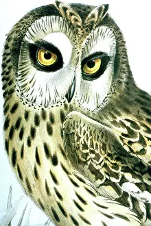 Gould: Lithograph Illustration: - Short-eared Owl - from