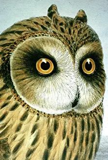 Gould: Lithograph Illustration: Short-eared Owl -from