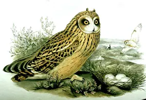 Gould: Lithograph Illustration: Short-eared Owl at nest