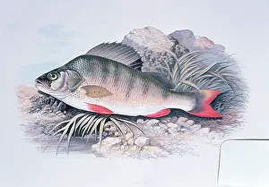 Lithograph: Lithograph - of Perch