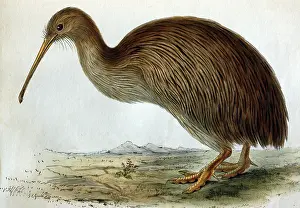Apteryx: Lithographic Illustration: Brown Kiwi - from TZS