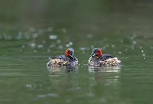 Interaction: Littel Grebe - Two - UK