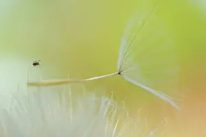 Diadematus: Littele Cross orbweaver (Araneus diadematus) on