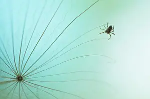 Hanging: Littele Cross orbweaver (Araneus diadematus) hanging