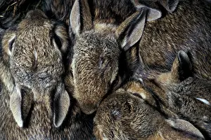 Huddle: Litter of baby cottontail wild rabbits