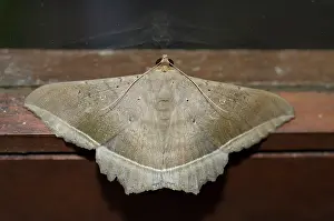 Erebidae: Litter Moth - Klungkung, Bali, Indonesia