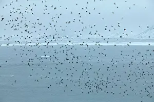 Alle: Little Auk