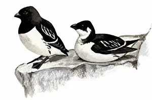 Alle: Little Auk